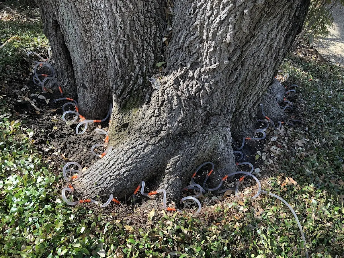 Detailed Tree Cabling and Bracing job site in Shishmaref